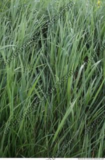 Grass Tall 0005